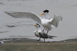 Rybitwa złotodzioba - Thalasseus bergii - Greater Crested Tern