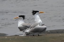 Rybitwa złotodzioba - Thalasseus bergii - Greater Crested Tern
