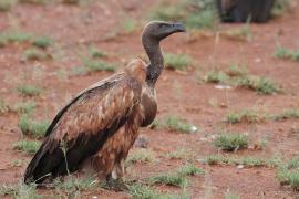 Sęp afrykański - Gyps africanus - White-backed Vulture