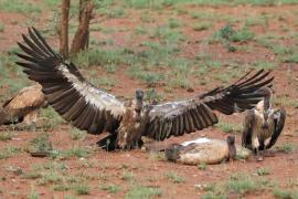 Sęp afrykański - Gyps africanus - White-backed Vulture