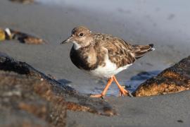 Kamusznik - Arenaria interpres - Ruddy Turnstone