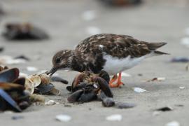 Kamusznik - Arenaria interpres - Ruddy Turnstone
