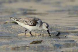 Piaskowiec - Calidris alba - Sanderling