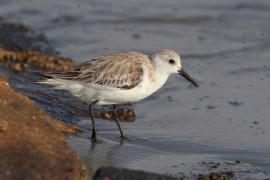 Piaskowiec - Calidris alba - Sanderling