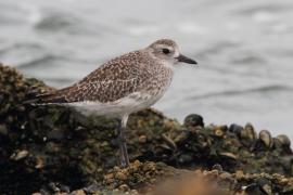 Siewnica - Pluvialis squatarola - Grey Plover