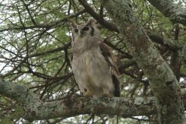 Puchacz mleczny - Bubo lacteus - Verreaux's Eagle Owl