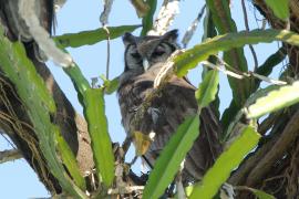 Puchacz mleczny - Bubo lacteus - Verreaux's Eagle Owl