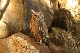 Puchacz plamisty - Bubo africanus - Spotted Eagle Owl