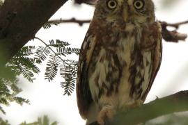 Sóweczka sawannowa - Glaucidium perlatum - Pearl-spotted Owlet
