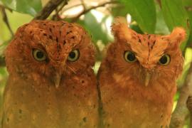 Syczek brunatny - Otus ireneae - Sokoke Scops Owl