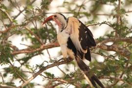 Toko białogrzbiety - Tockus erythrorhynchus - Northern Red-billed Hornbill