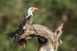 Toko białogrzbiety - Tockus erythrorhynchus - Northern Red-billed Hornbill