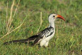 Toko białogrzbiety - Tockus erythrorhynchus - Northern Red-billed Hornbill