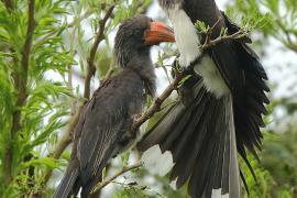 Toko czarnogłowy - Lophoceros alboterminatus - Crowned Hornbill