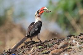 Toko czarnoskrzydły - Tockus deckeni - Von der Decken's Hornbill