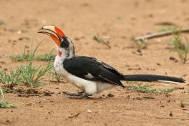 Toko czarnoskrzydły - Tockus deckeni - Von der Decken's Hornbill