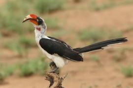 Toko czarnoskrzydły - Tockus deckeni - Von der Decken's Hornbill
