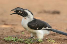 Toko czarnoskrzydły - Tockus deckeni - Von der Decken's Hornbill