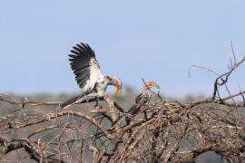 Toko czerwonolicy - Tockus leucomelas - Southern Yellow-billed Hornbill