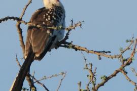 Toko namibijski - Tockus damarensis - Damara Hornbill