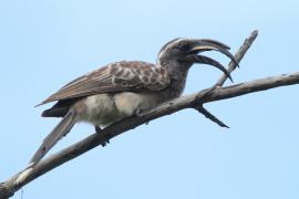 Toko nosaty - Lophoceros nasutus - African Grey Hornbill