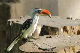 Toko plamisty - Tockus deckeni jacksoni - Jackson's Hornbill
