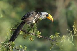 Toko żółtodzioby - Tockus flavirostris - Eastern Yellow-billed Hornbill