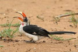 Toko czarnoskrzydły - Tockus deckeni - Von der Decken's Hornbill