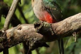 Afrotrogon zielony - Apaloderma narina - Narina Trogon