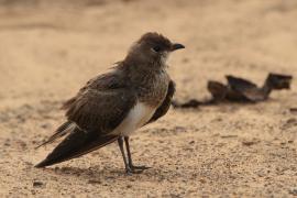 Żwirowiec łąkowy - Glareola pratincola - Collared Pratincole