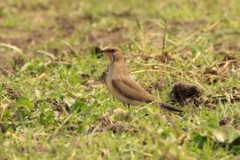 Żwirowiec łąkowy - Glareola pratincola - Collared Pratincole