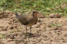Żwirowiec łąkowy - Glareola pratincola - Collared Pratincole