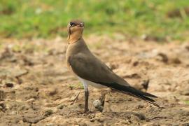 Żwirowiec łąkowy - Glareola pratincola - Collared Pratincole