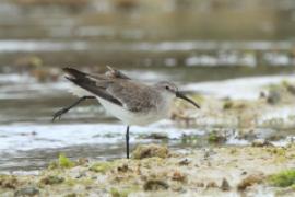 Biegus krzywodzioby - Calidris ferruginea - Curlew Sandpiper