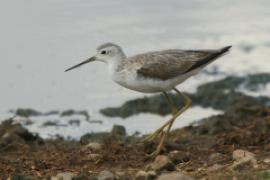 Brodziec pławny - Tringa stagnatilis - Marsh Sandpiper