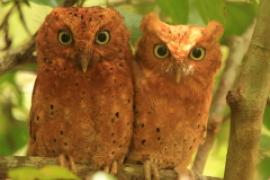 Syczek brunatny - Otus ireneae - Sokoke Scops Owl