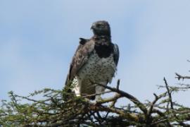 Wojownik zbrojny - Polemaetus bellicosus - Martial Eagle