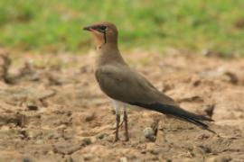 Żwirowiec łąkowy - Glareola pratincola - Collared Pratincole