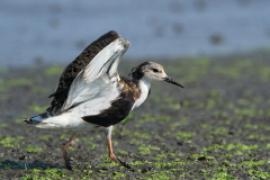 Batalion - Calidris pugnax - Ruff