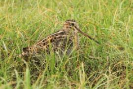 Bekas syberyjski - Gallinago stenura - Pintail Snipe