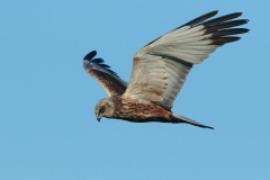 Błotniak stawowy - Circus aeruginosus - Western Marsh Harrier