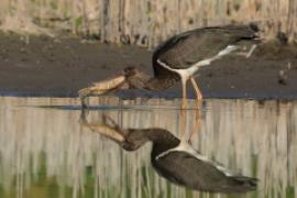 Bocian czarny - Ciconia nigra - Black Stork