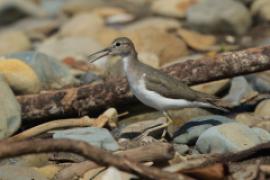 Brodziec plamisty - Actitis macularius - Spotted Sandpiper