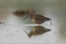 Brodziec śniady - Tringa erythropus - Spotted Redshank