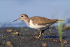 Brodziec piskliwy - Actitis hypoleucos - Common Sandpiper