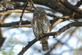 Sóweczka sawannowa - Glaucidium perlatum - Pearl-spotted Owlet
