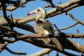 Toko senegalski - Tockus erythrorhynchus kempi - Western Red-billed Hornbill