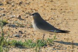 Żwirowiec mały - Glareola lactea - Little Pratincole/Small Pratincole