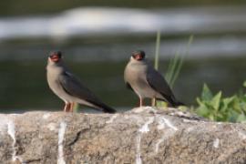 Żwirowiec skalny - Glareola nuchalis - Rock Pratincole