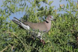 Synogarlica okularowa - Streptopelia decipiens - African Mourning Dove